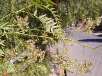 Pepper tree flowers